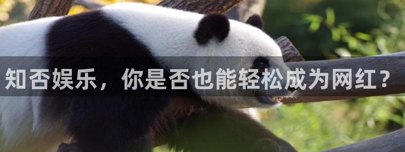辉达平台平台app下载